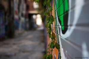 Vines and graffiti