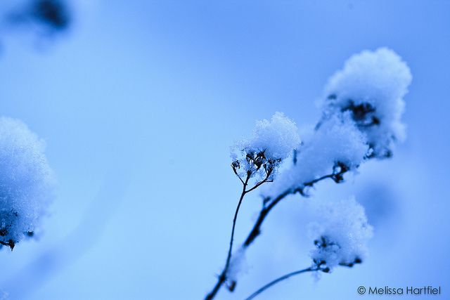 Snow on branches in blue light