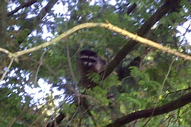 Raccoon up  a tree