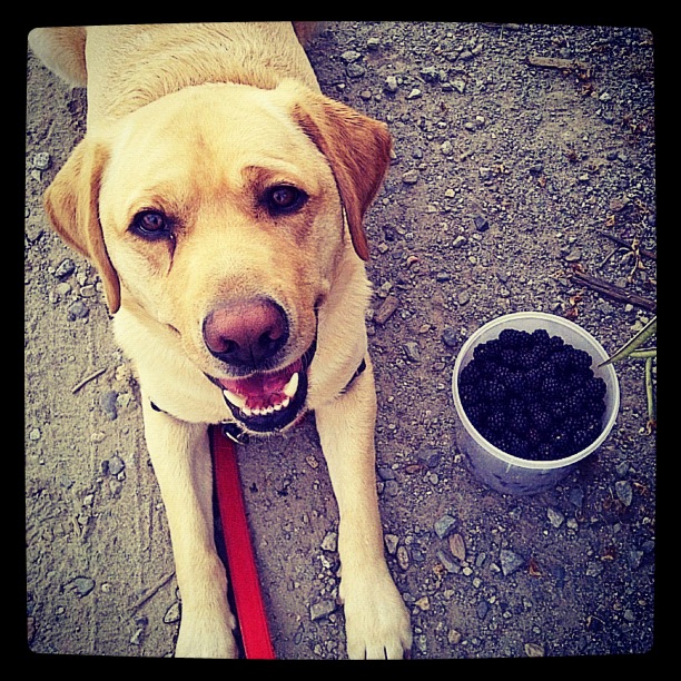Labrador and bucket of berries