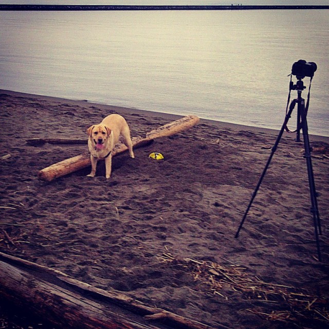 Dog, driftwood, tripod and ocean
