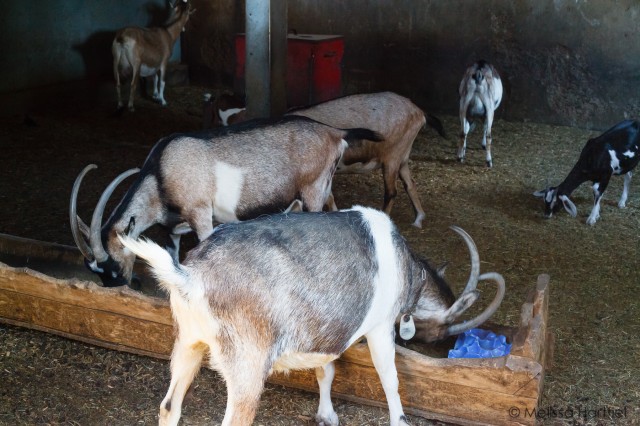 Carmelis Goats