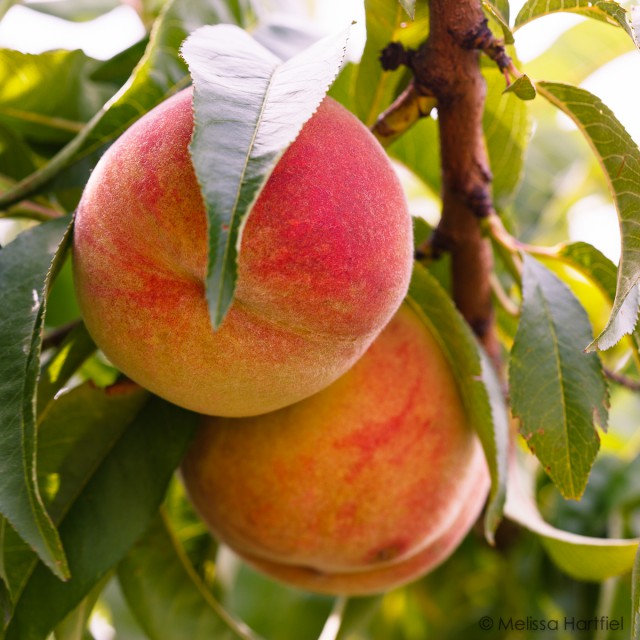 Okanagan Peaches on the tree