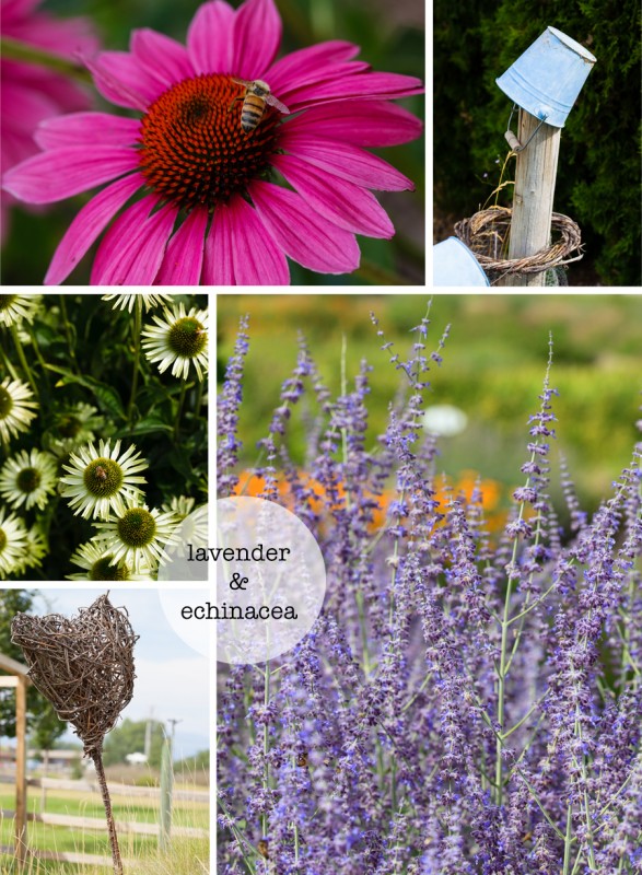 echinacea and lavender