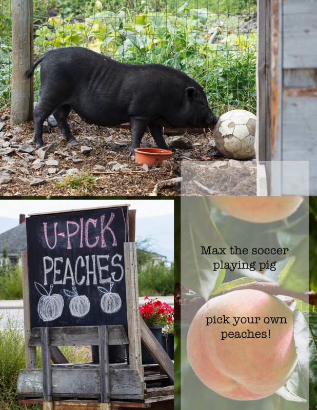 pigs and peaches