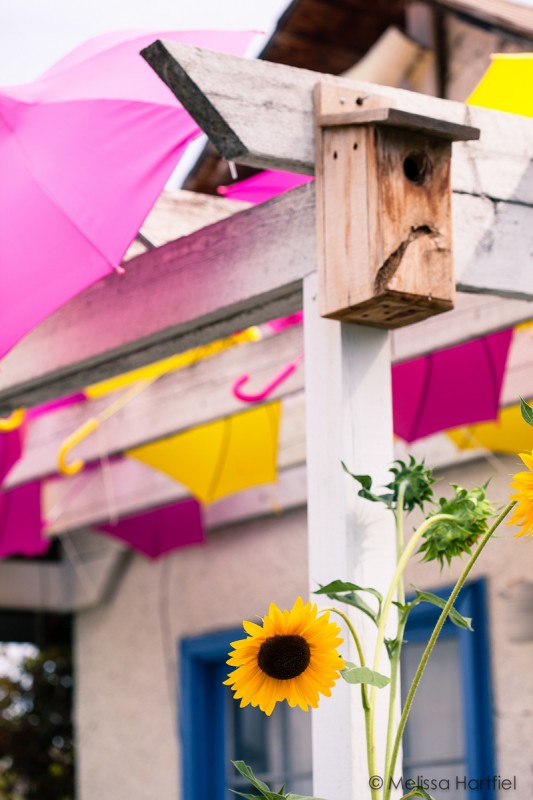 sunflowers and umbrellas
