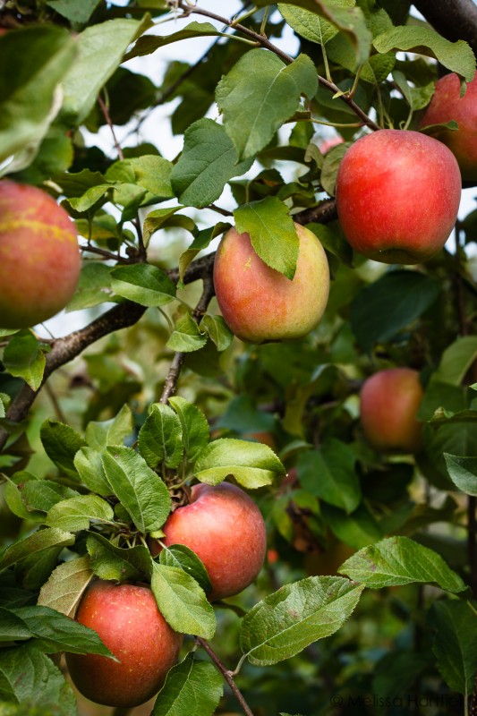 honeycrisp apples on the tree