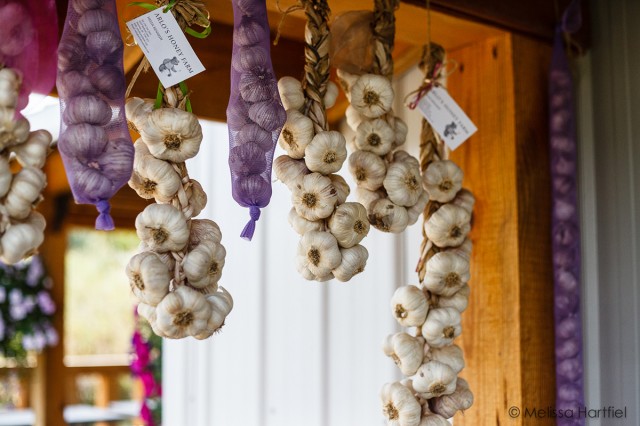 Garlic hanging at Arlo Honey