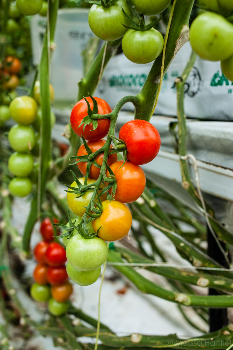 Tomatoes, Cucumbers and Peppers, Oh My: A Tour of Windset Farms