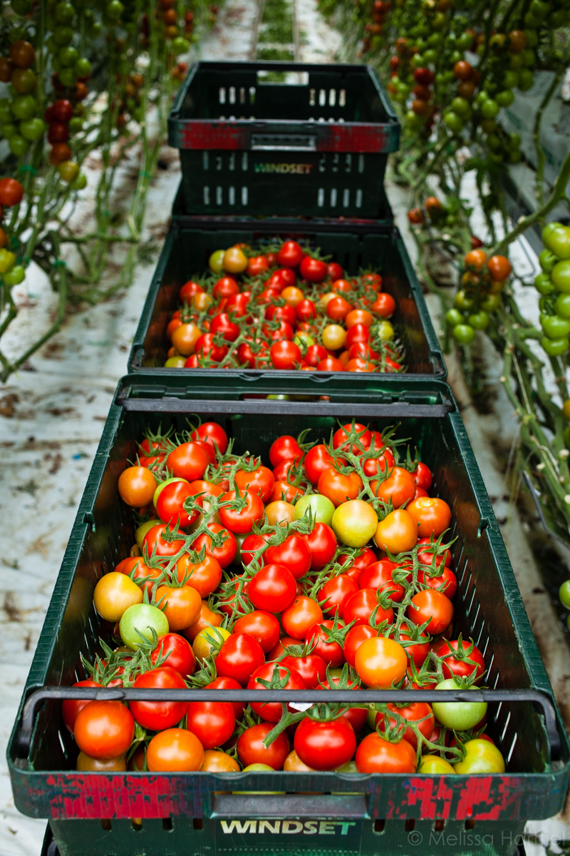 Tomatoes, Cucumbers and Peppers, Oh My: A Tour of Windset Farms